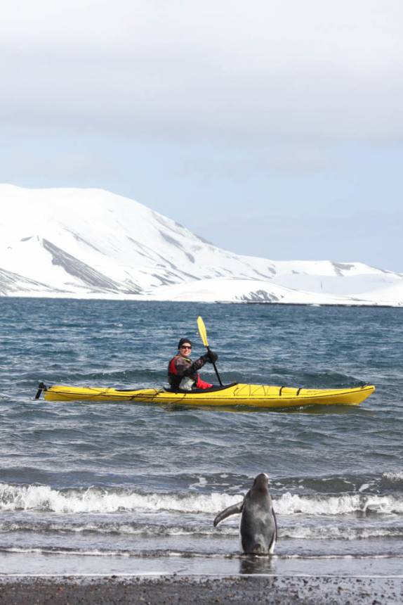Um pinguim observa a Ana remar ao lado da praia de Deception Island, na Antártida